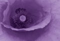 Close-up of purple poppy flower full screen. Selective focus on stamens with poppy pistil on background of petals.Floral backgroun Royalty Free Stock Photo