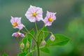 Potato flowers