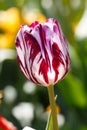 Close up Purple Prince Spring Tulip Flower