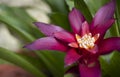 Purple-red Bromeliads flower is blooming in the tropical garden. Royalty Free Stock Photo