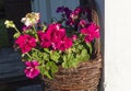 Close up purple red geranium flowers in brown wicker basket, flower pot hanging on white wall, copy space, selective Royalty Free Stock Photo