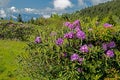 Close up purple Rhododendron blooming in late June. Royalty Free Stock Photo