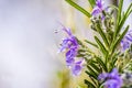 Close up of purple rosemary flowers; Salvia rosmarinus, commonly known as rosemary, is an aromatic evergreen shrub native to the Royalty Free Stock Photo