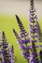 Close up of purple sage, salvia.