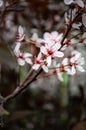 Close-up of purple sandcherry bush flower cluster Royalty Free Stock Photo
