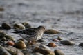 Close up of a Purple Sandpiper bird