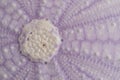 Close-Up of Purple Sea Urchin Shell