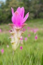 Close up of purple sessilis bouquet or Siam Tulip Bloom in the rainy season