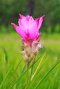 Close up of purple sessilis bouquet or Siam Tulip Bloom in the rainy season