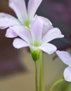 Close up Purple Shamrock or False Shamrock Flower Isolated on Background