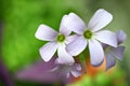 Close up of Purple Shamrock Flowers