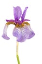 Close up of purple Siberian Iris Royalty Free Stock Photo