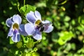 Blue Trumpet Vine Flowers and A Honey Bee in Natural Green Background Royalty Free Stock Photo