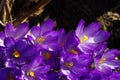 Purple spring crocus flowers close up with copy space Royalty Free Stock Photo