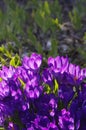 Purple spring crocus flowers close up with copy space Royalty Free Stock Photo