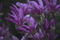 Close-up of purple spring magnolia blossoms in a garden with a dark background Royalty Free Stock Photo
