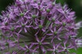 a close up of a purple Star of persia plant