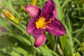 Purple Stella D`oro Day Lily Flower 3 Royalty Free Stock Photo