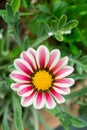 A white african daisy with purple stripes in green garden