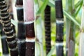 Close up of purple sugar cane in the field