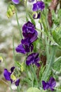 Sweet pea lathyrus odoratus flowers Royalty Free Stock Photo