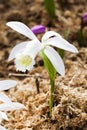 Close-up purple Taiwan Pleione with the natural background