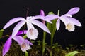 Close-up purple Taiwan Pleione with the natural background