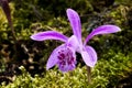 Close-up purple Taiwan Pleione with the natural background