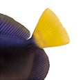 Close-up of a Purple tang's caudal fin, Zebrasoma xanthurum