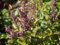 A Close up purple Thai basil flower, is native plant native to Southeast Asia.