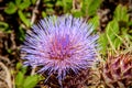 Close up from a purple thistle blossom Royalty Free Stock Photo