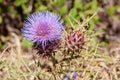 Close up from a purple thistle blossom Royalty Free Stock Photo