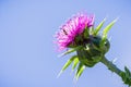 Close up of purple thistle on a blue sky background, California Royalty Free Stock Photo