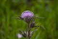 Close up of purple thistle flower and bud