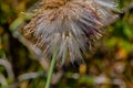 Close up of purple thistle flower feather, flying seed ready for dispersal, thistledown. Royalty Free Stock Photo