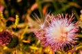 Close up of purple thistle flower feather, flying seed ready for dispersal, thistledown. Royalty Free Stock Photo