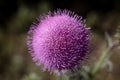 Close up of a purple thistle plant Royalty Free Stock Photo