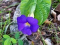 Close up of a purple Thunbergia flower