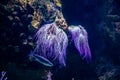 Purple tube-dwelling anemones in water