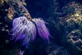 Purple tube-dwelling anemones in water