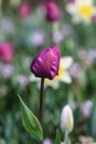 Close up of a purple tulip Royalty Free Stock Photo