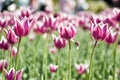 Close-up purple tulip field. Royalty Free Stock Photo