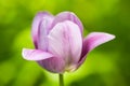 Close Up Purple Tulip Flower Royalty Free Stock Photo