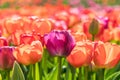 Close up of a purple tulip in a group Royalty Free Stock Photo