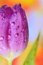 Close up of purple tulips