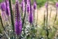 Close-up of purple veronica flowers in the summer garden