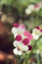 Close up of purple Viola flowers with drops Royalty Free Stock Photo