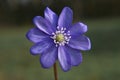 Close up of purple violet flower Hepatica nobilis, Common Hepat Royalty Free Stock Photo