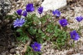 Close up of purple violet flowers Hepatica nobilis, Common Hepatica, liverwort, kidneywort, pennywort, Anemone hepatica