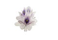 Close up purple water hyacinth flowers in blooming on white backgrounds, isolated with clipping path Royalty Free Stock Photo